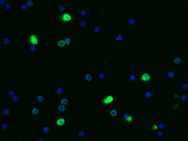 CEACAM1 Antibody in Immunocytochemistry (ICC/IF)