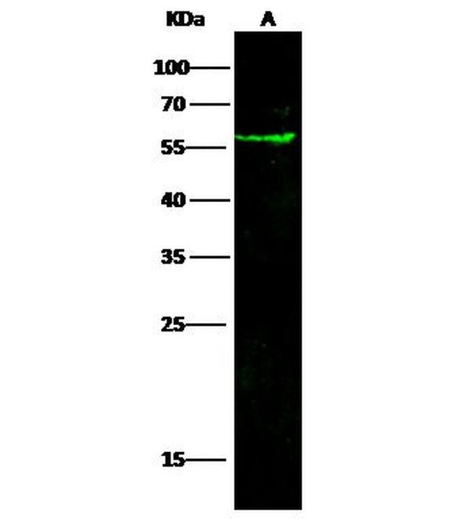 CD142 Antibody in Western Blot (WB)