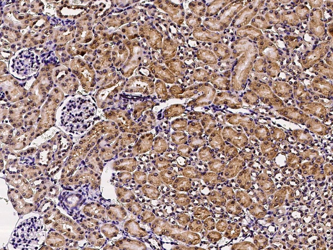 GFR alpha-1 Antibody in Immunohistochemistry (Paraffin) (IHC (P))