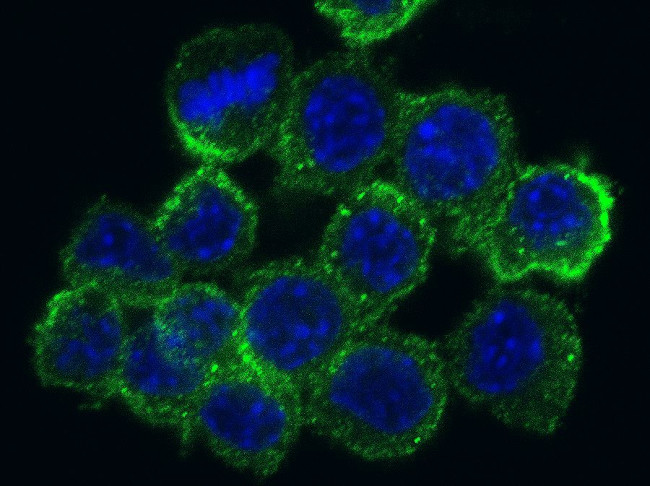 CD204 Antibody in Immunocytochemistry (ICC/IF)