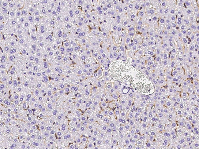 CD204 Antibody in Immunohistochemistry (Paraffin) (IHC (P))