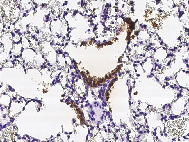 Uteroglobin Antibody in Immunohistochemistry (Paraffin) (IHC (P))