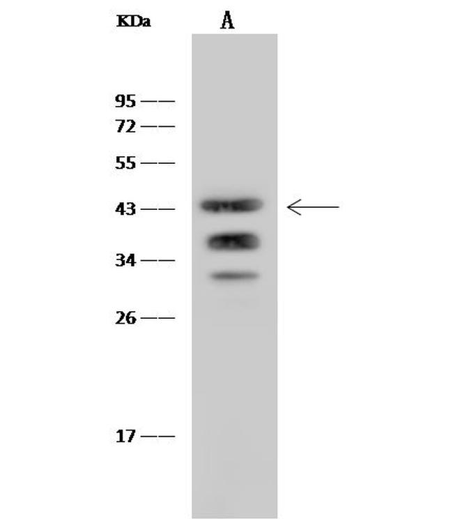 Ly-108 Antibody in Western Blot (WB)