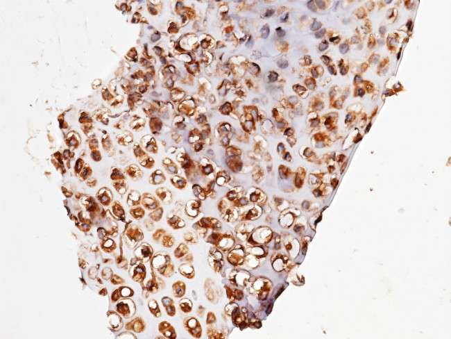 UCHL3 Antibody in Immunohistochemistry (Paraffin) (IHC (P))