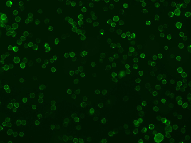 CD86 Antibody in Immunocytochemistry (ICC/IF)