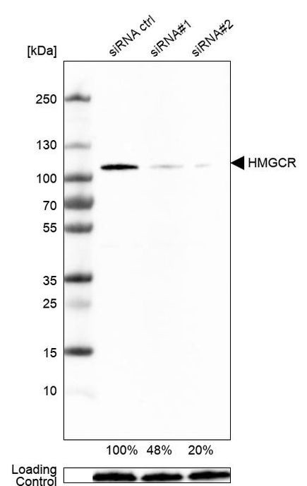 HMGCR Antibody