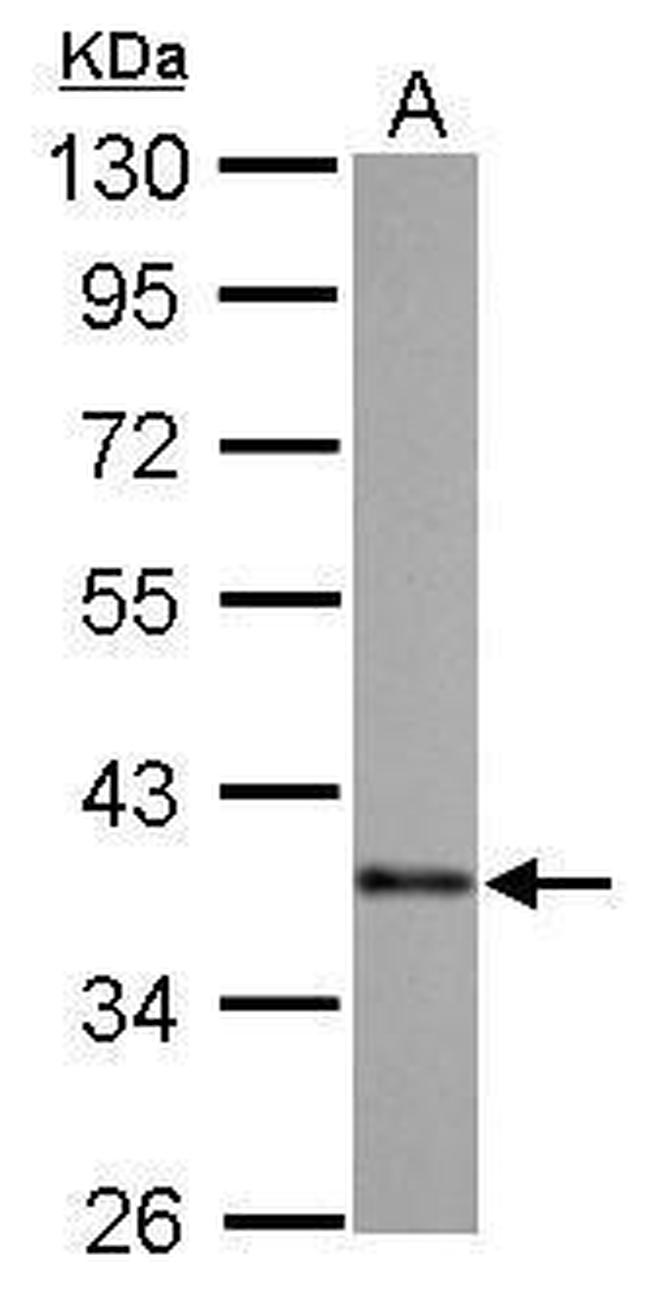 SOX2 Monoclonal Antibody (GT1876) (MA5-31455)