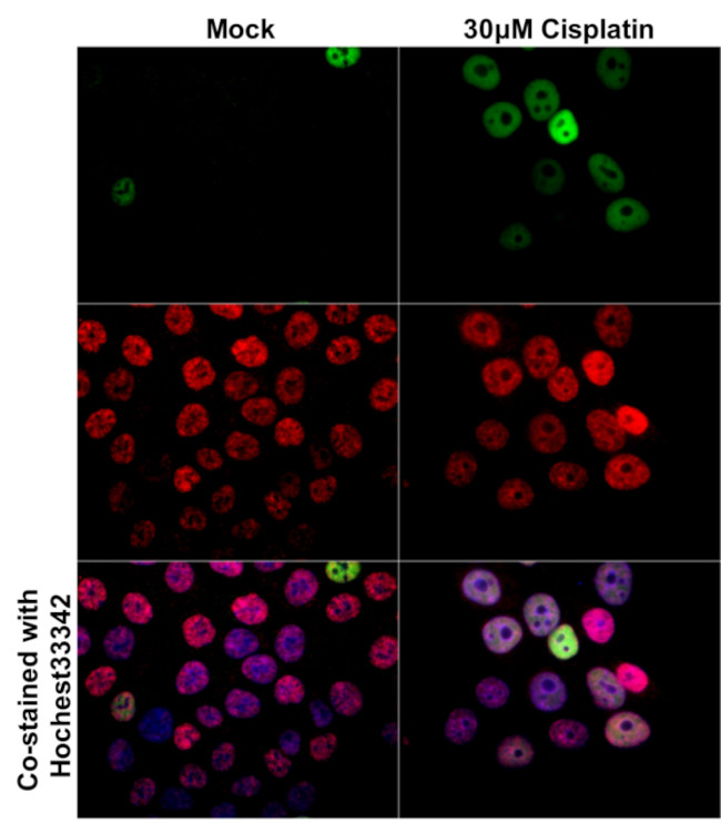 Phospho-Histone H3 (Ser10) Antibody in Immunocytochemistry (ICC/IF)