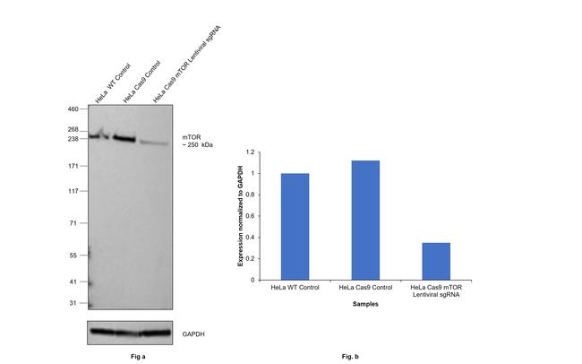 mTOR Antibody in Western Blot (WB)