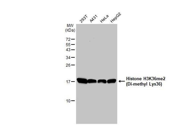 H3K36me2 Antibody in Western Blot (WB)