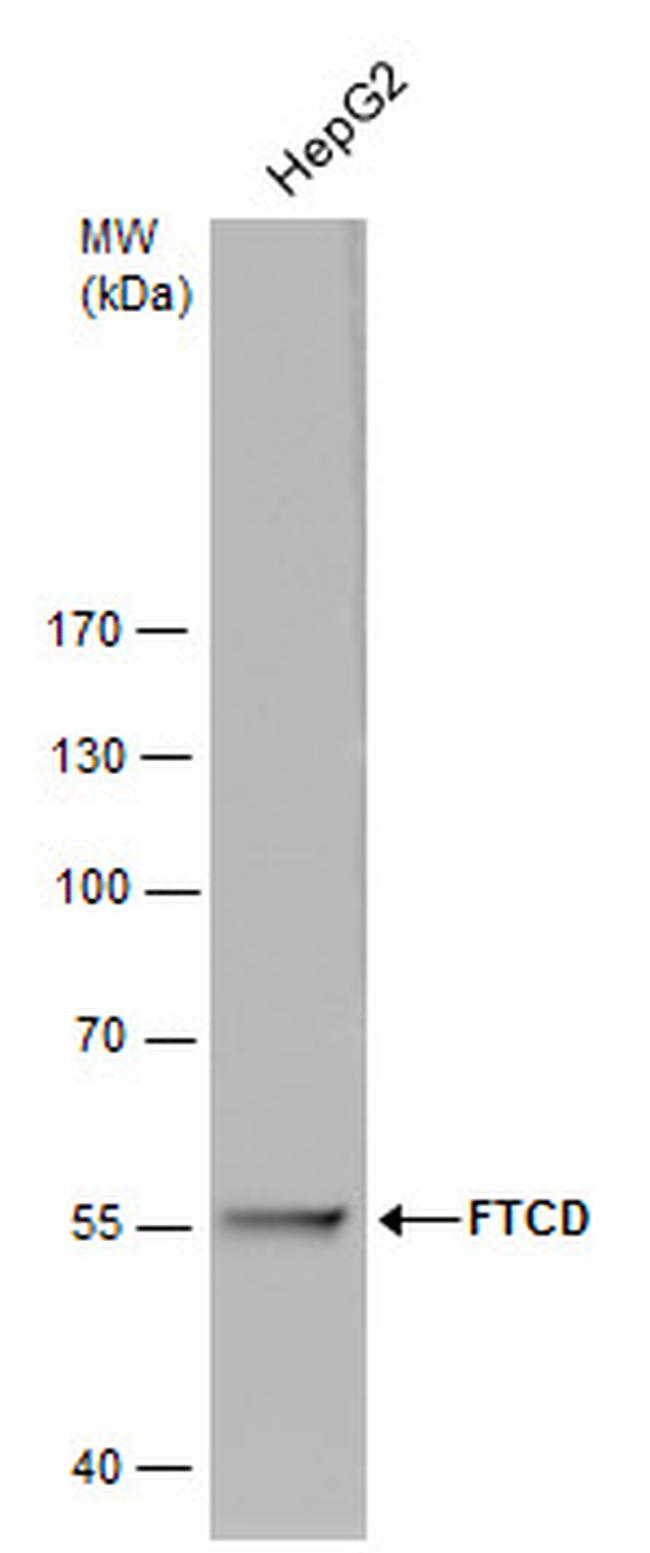 Golgi protein 58k Antibody in Western Blot (WB)