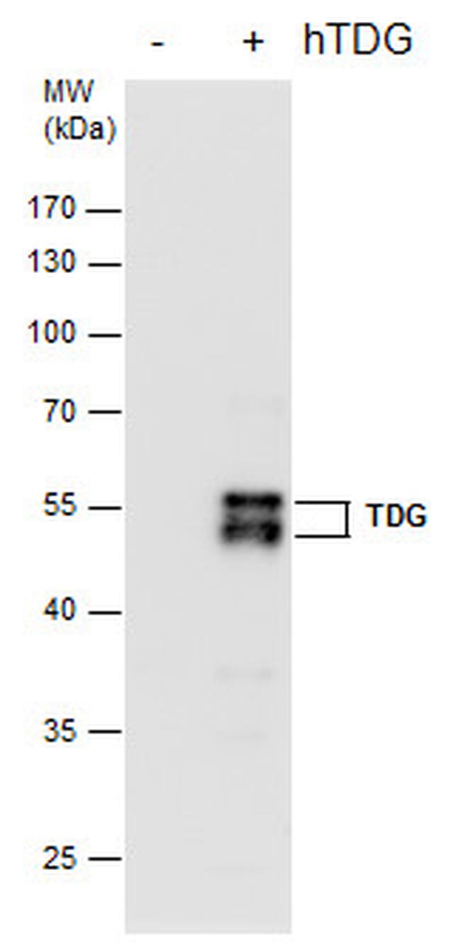 TDG Antibody in Western Blot (WB)