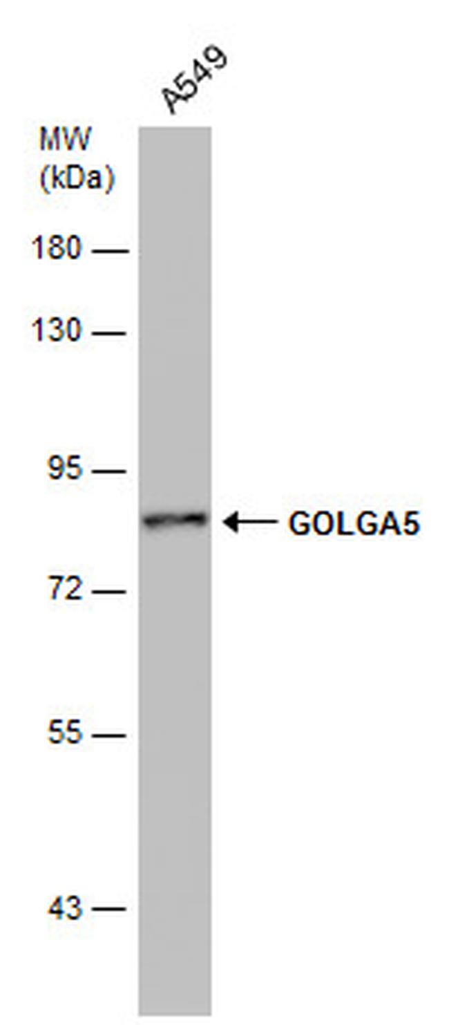 GOLGA5 Antibody in Western Blot (WB)