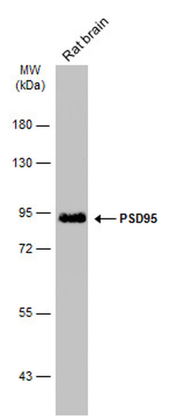 PSD-95 Antibody in Western Blot (WB)