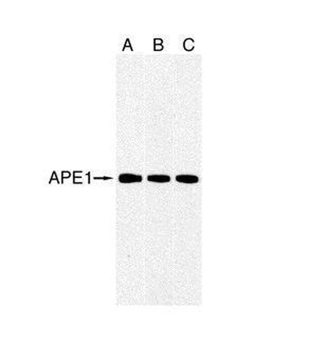 APE1 Antibody in Western Blot (WB)