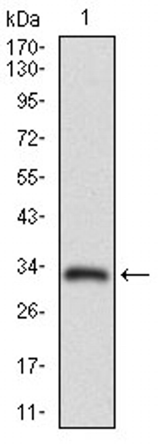 MRP4 Antibody in Western Blot (WB)