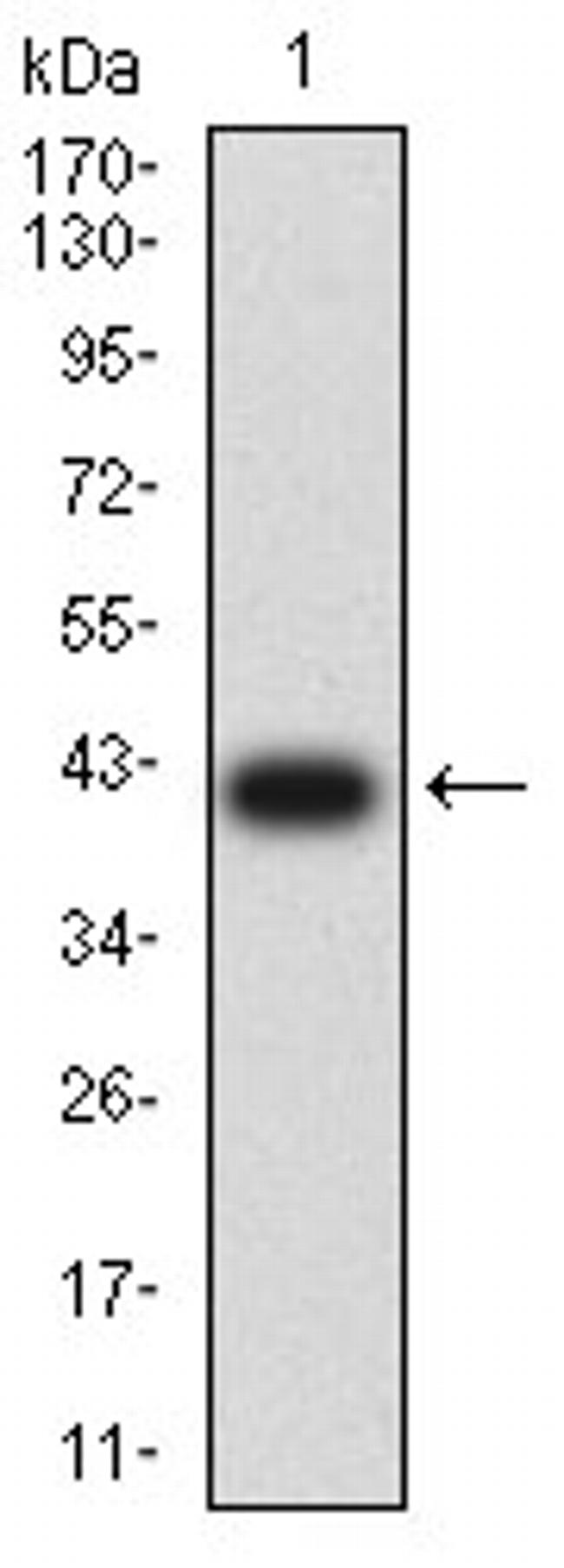 Arp3 Antibody in Western Blot (WB)