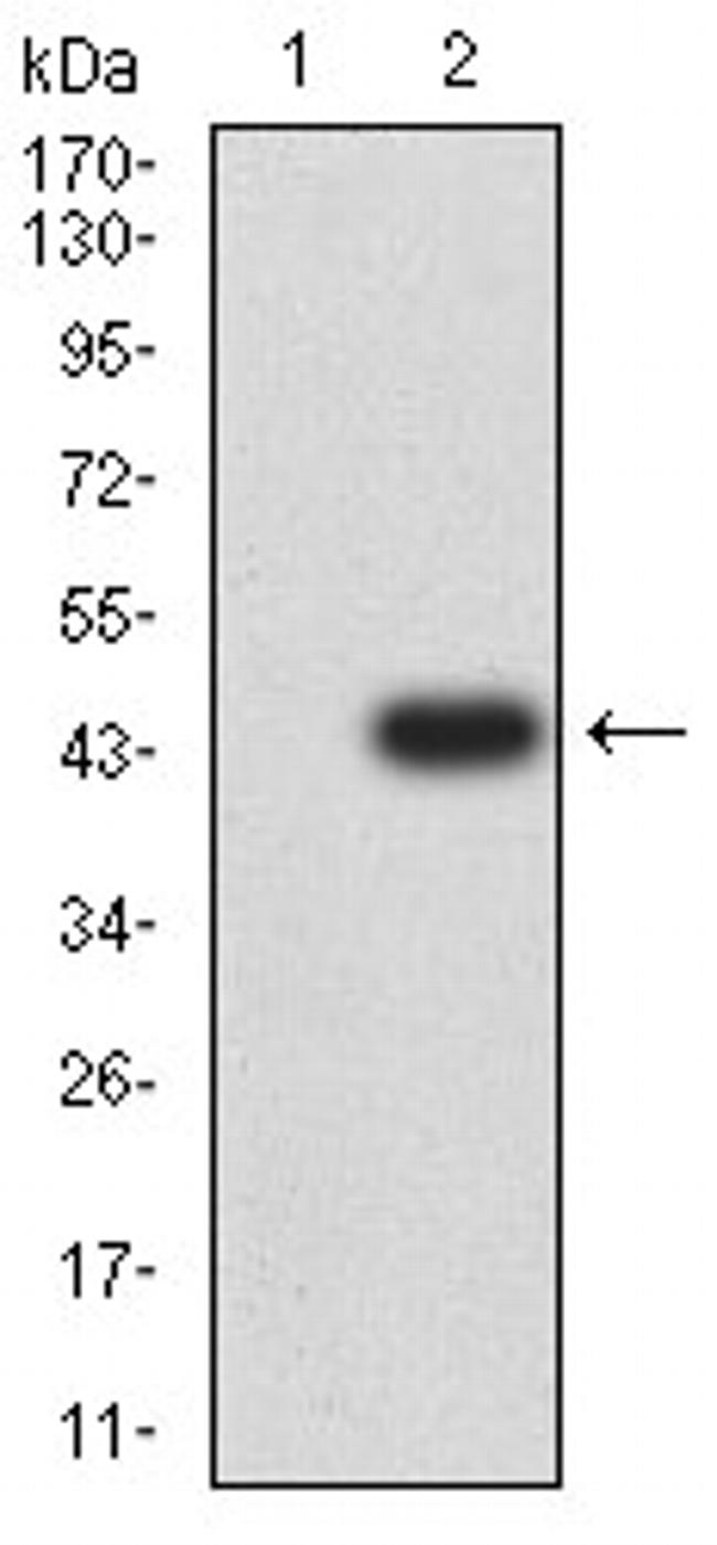 Arp3 Antibody in Western Blot (WB)