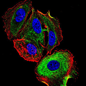 ATF3 Antibody in Immunocytochemistry (ICC/IF)