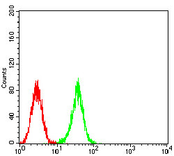 ATG2A Antibody in Immunocytochemistry (ICC/IF)