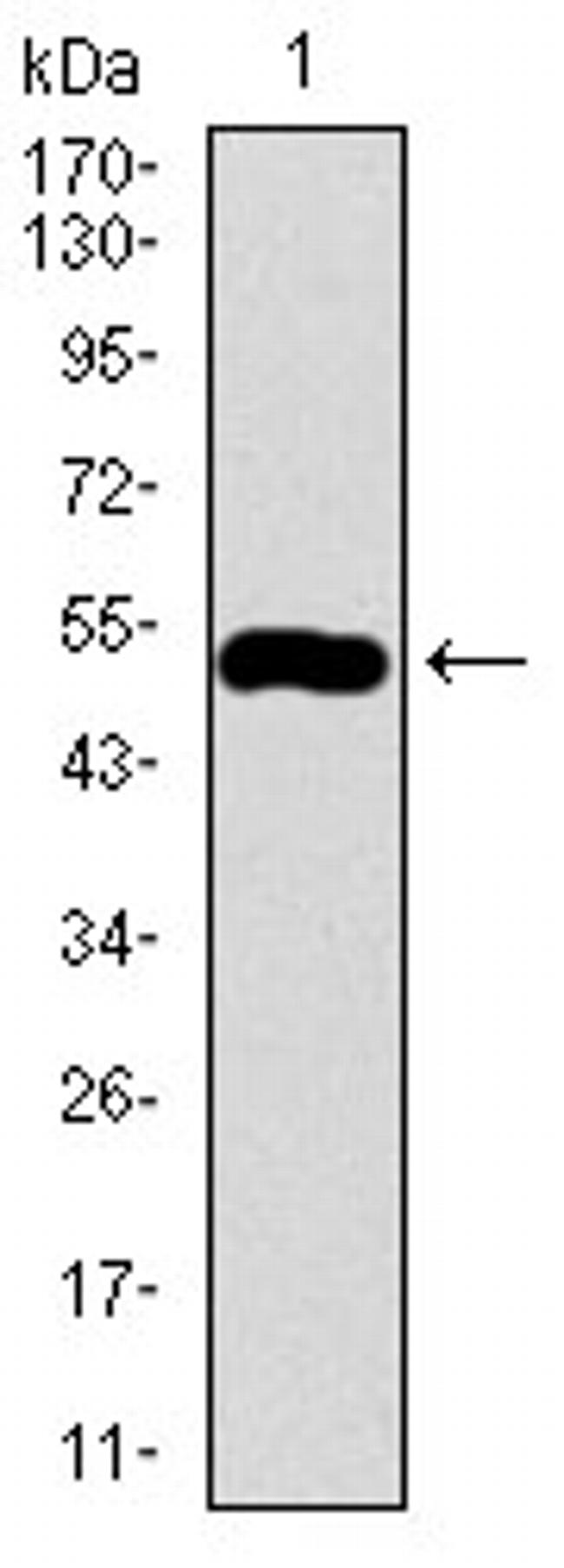 C17orf53 Antibody in Western Blot (WB)