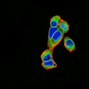 Emerin Antibody in Immunocytochemistry (ICC/IF)