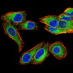 Emerin Antibody in Immunocytochemistry (ICC/IF)