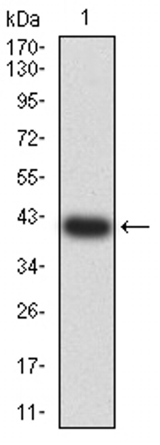 HTR3B Antibody in Western Blot (WB)