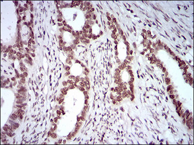 KHDRBS2 Antibody in Immunohistochemistry (Paraffin) (IHC (P))