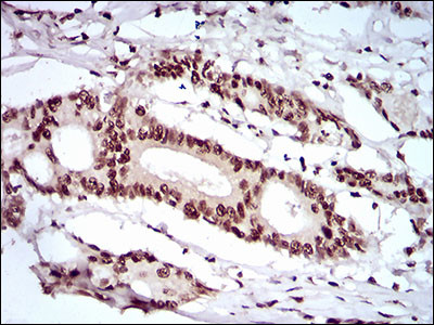 KHDRBS2 Antibody in Immunohistochemistry (Paraffin) (IHC (P))