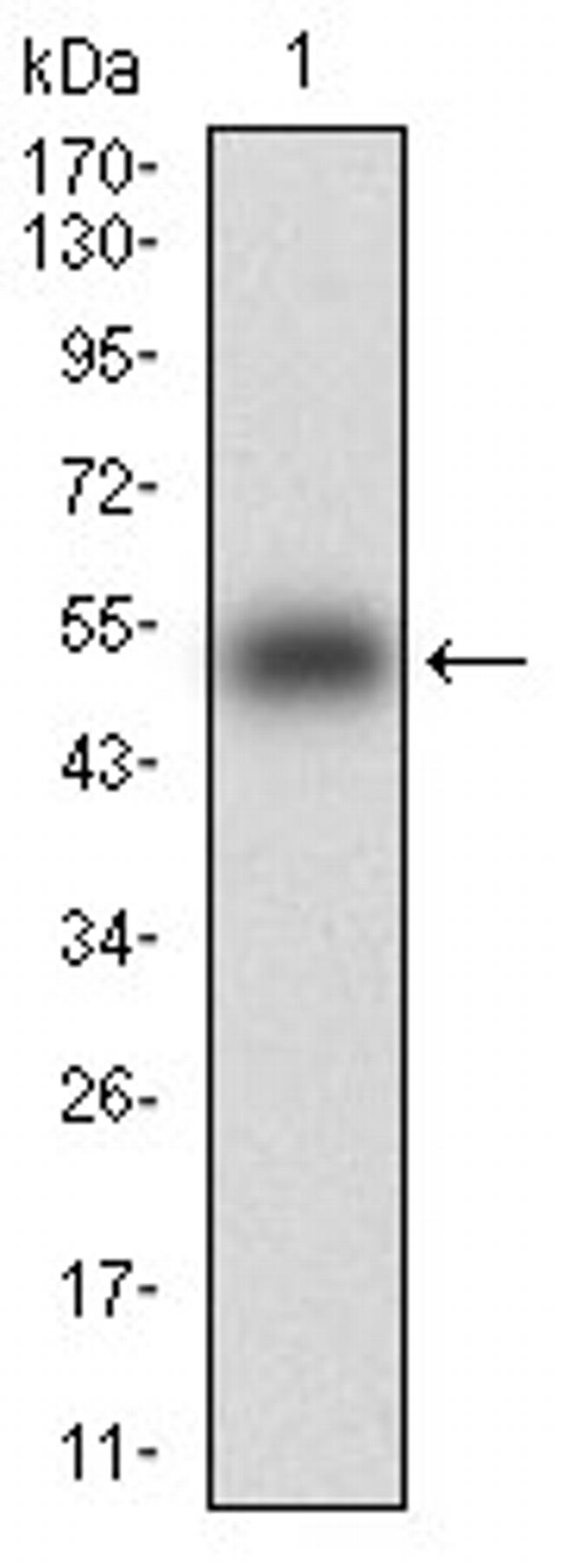 KHDRBS2 Antibody in Western Blot (WB)