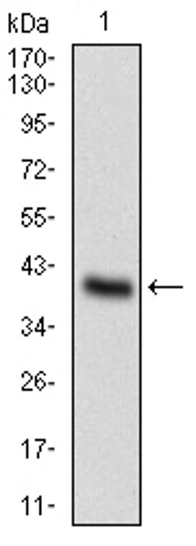 ONECUT3 Antibody in Western Blot (WB)