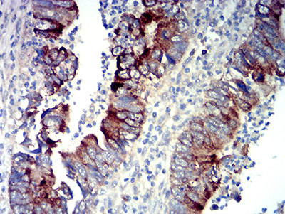 P2Y14 Antibody in Immunohistochemistry (Paraffin) (IHC (P))