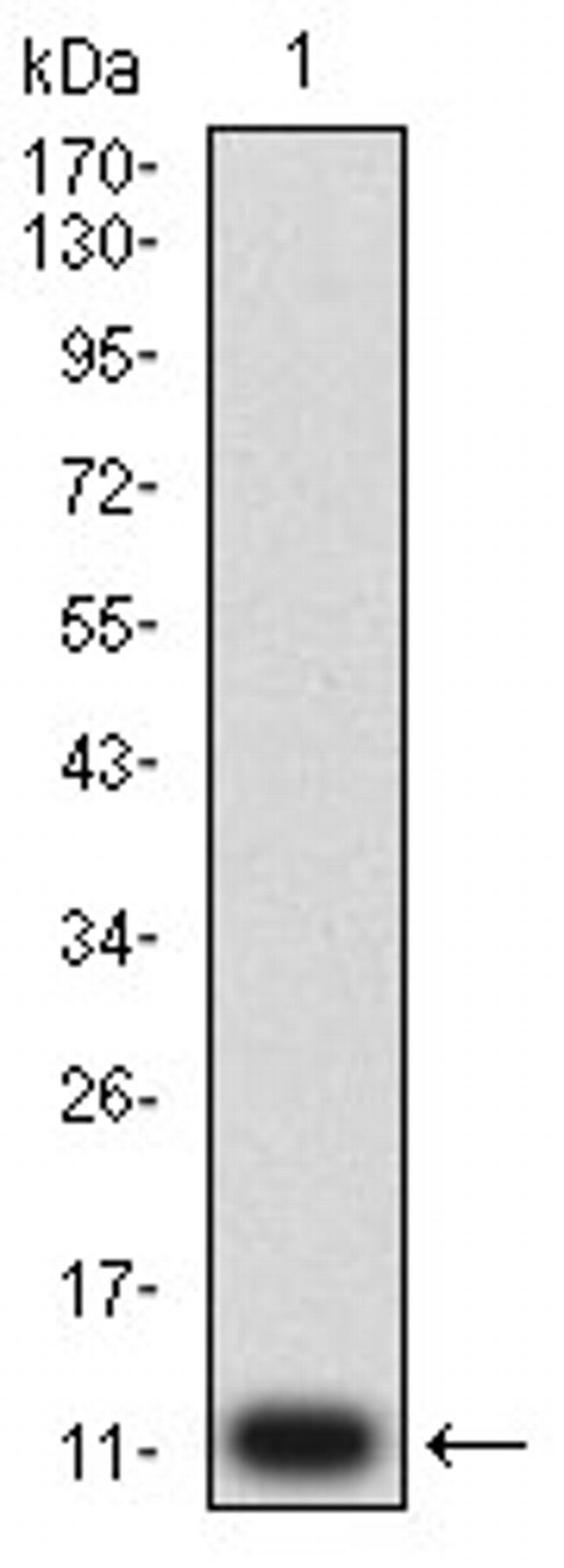 P2Y14 Antibody in Western Blot (WB)