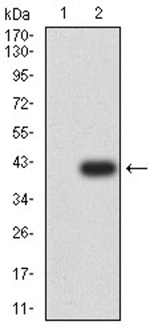 P2Y14 Antibody in Western Blot (WB)