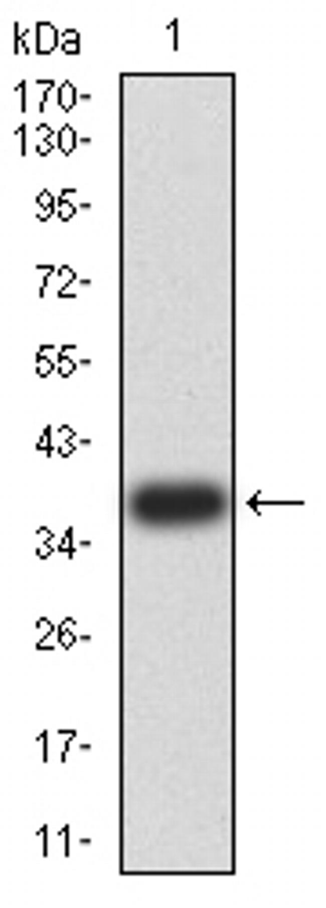 PRDM4 Antibody in Western Blot (WB)