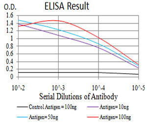 RAB8A Antibody in ELISA (ELISA)