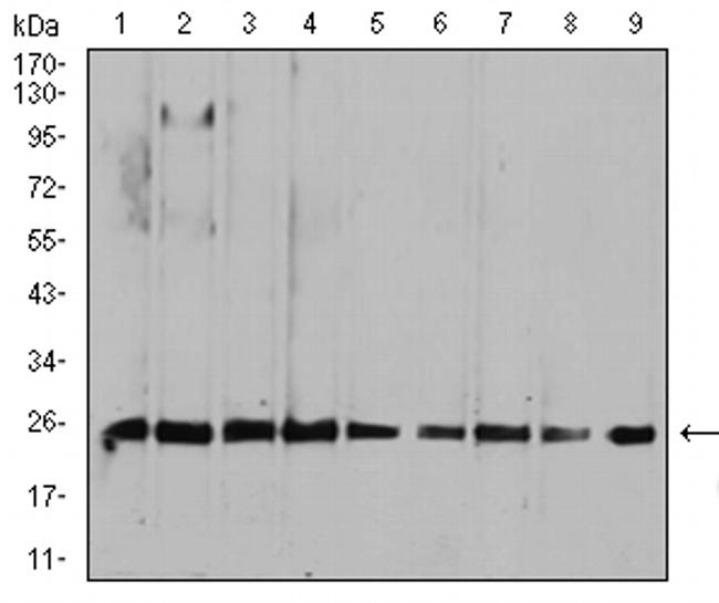 RALA Antibody in Western Blot (WB)