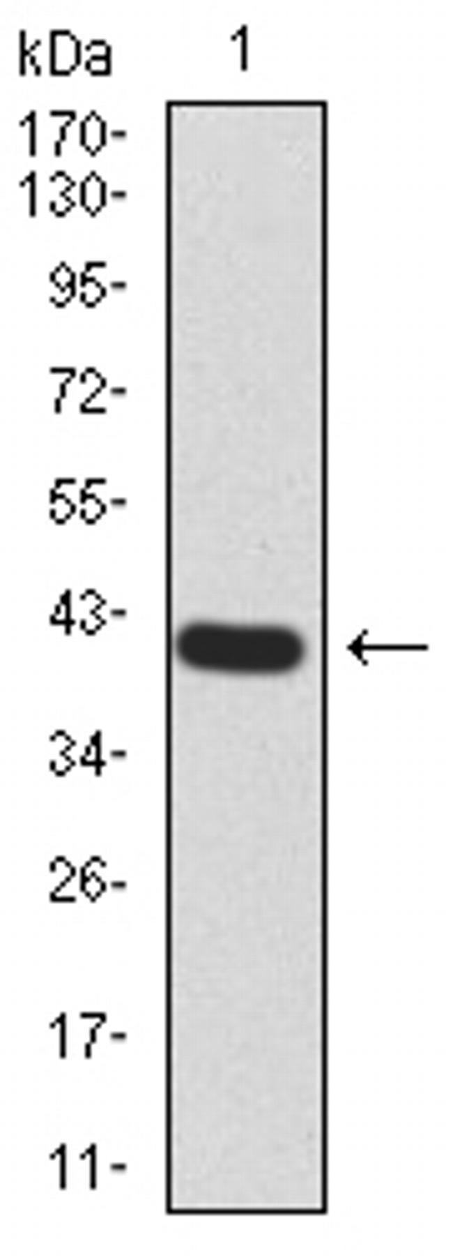 RALA Antibody in Western Blot (WB)