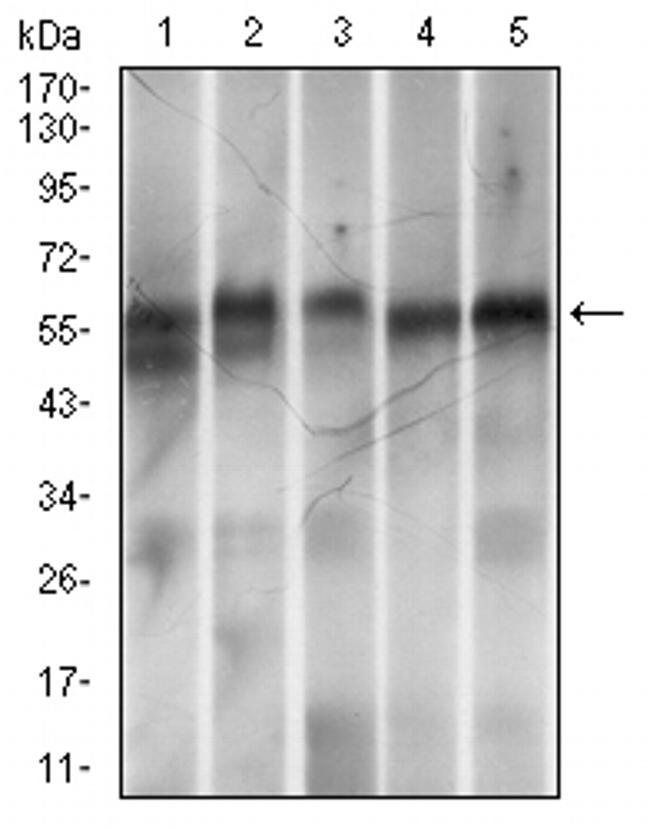 RING1 Antibody in Western Blot (WB)