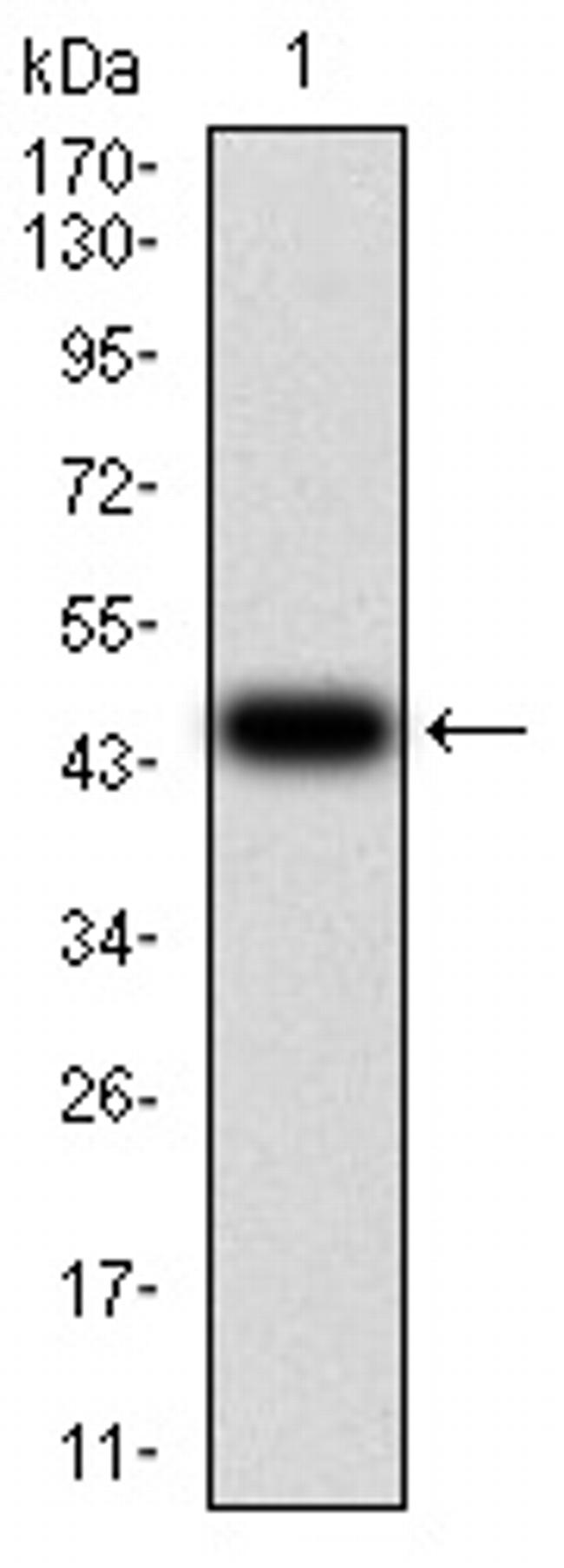 Renalase Antibody in Western Blot (WB)