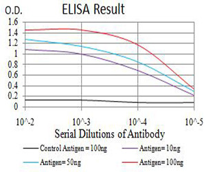 AP2 beta Antibody in ELISA (ELISA)