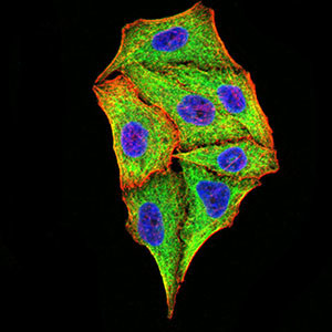 TRIM25 Antibody in Immunocytochemistry (ICC/IF)