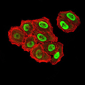 ZFP91 Antibody in Immunocytochemistry (ICC/IF)