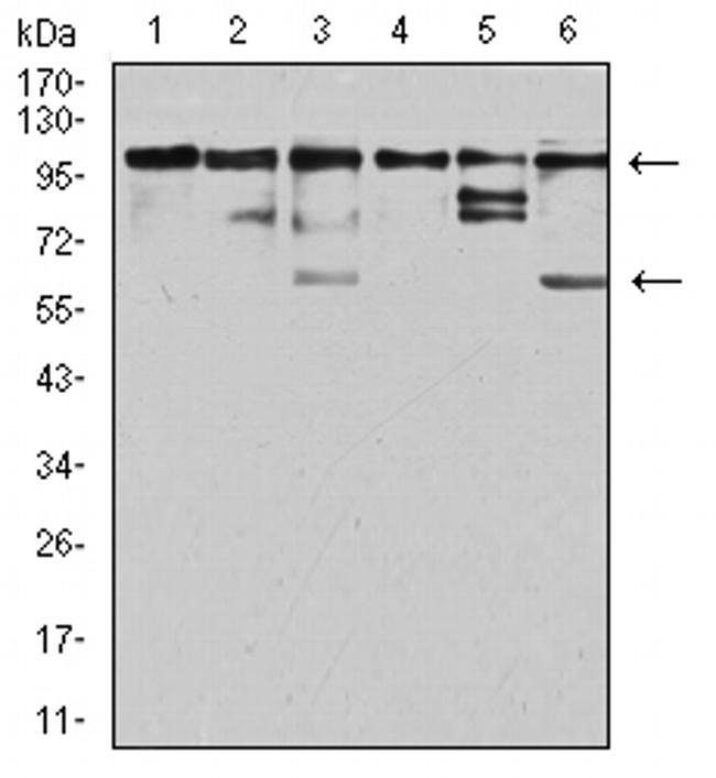 ZFP91 Antibody in Western Blot (WB)