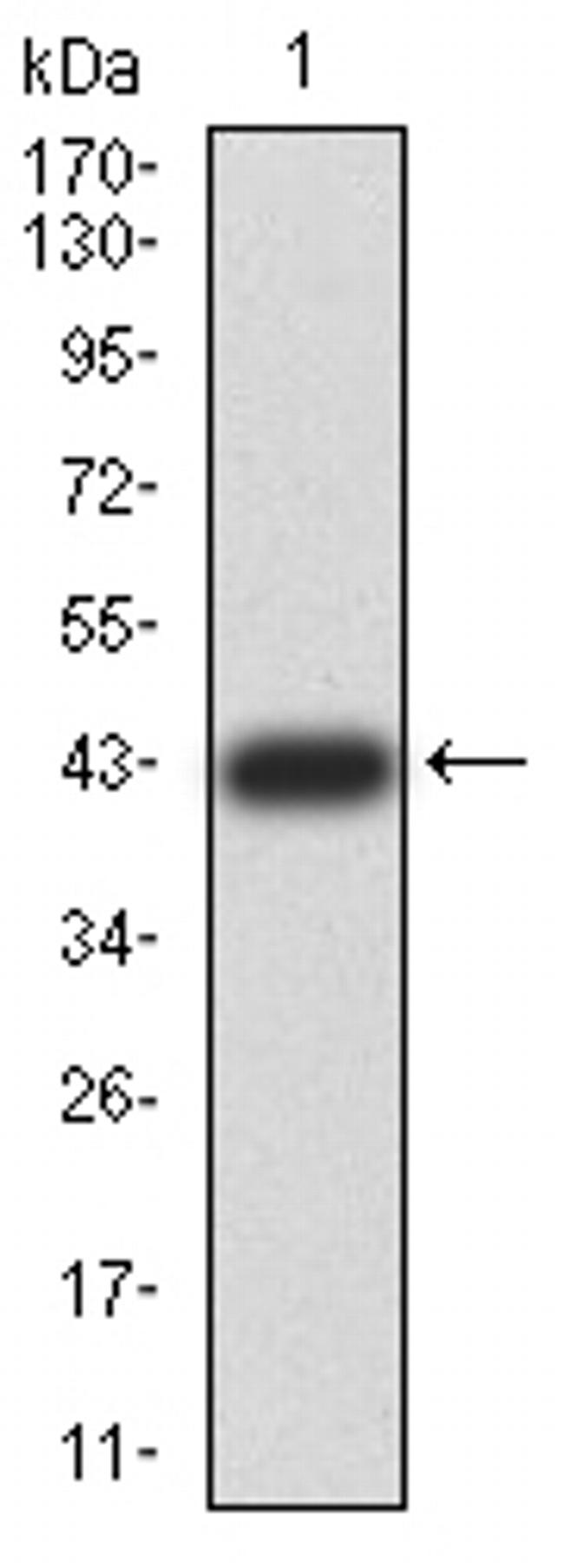 ZFP91 Antibody in Western Blot (WB)