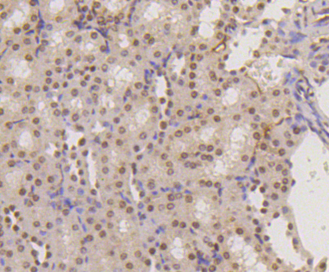 H3K18me1 Antibody in Immunohistochemistry (Paraffin) (IHC (P))