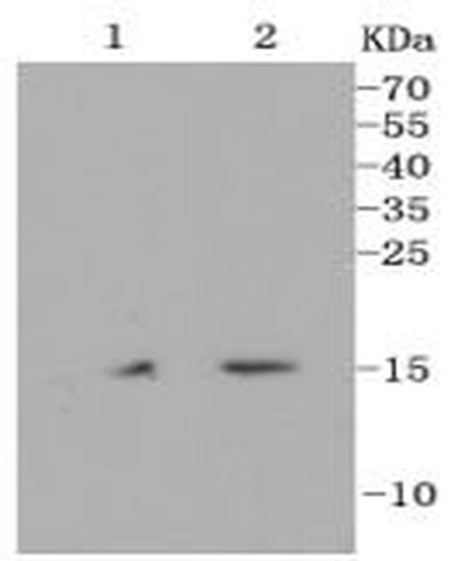 H3K18me1 Antibody in Western Blot (WB)