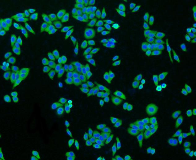 GAPDH Antibody in Immunocytochemistry (ICC/IF)