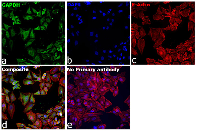 GAPDH Antibody in Immunocytochemistry (ICC/IF)